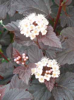 Lace'.  Hydrangea pan.