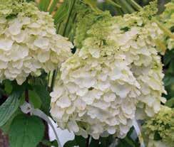 Physocarpus op.