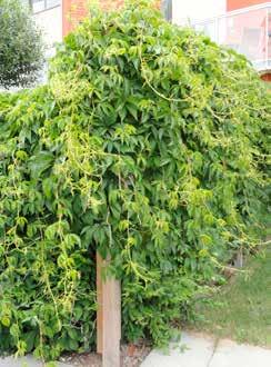 Parthenocissus