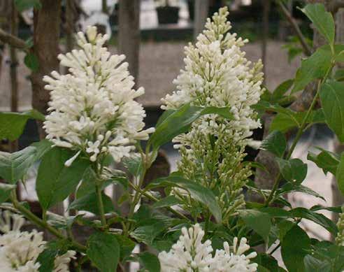 Syringa prestoniaea Red