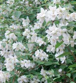 Viburnum carlcephalum.