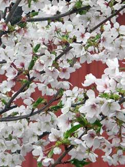 Prunus x yedoensis.