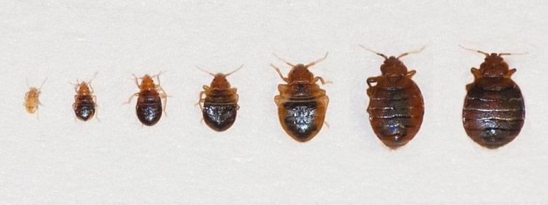 Skadedjur och ohyra Vägglöss Genom resväskor, begagnade möbler Blodsugare,