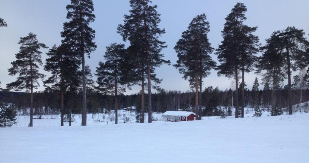 6(8) Ståtliga tallar bevaras mellan planerad bebyggelse och sjön Rämen 6.2 