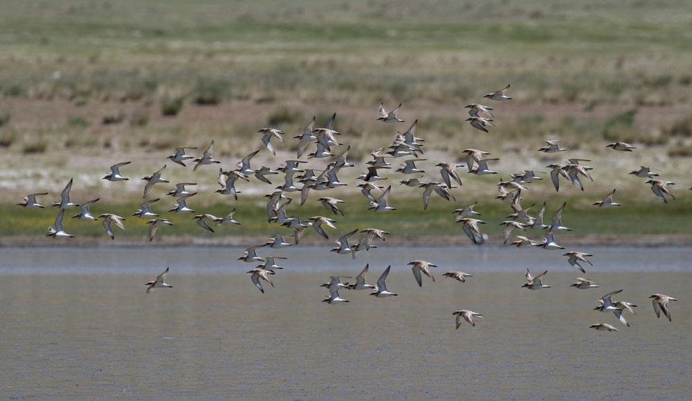 Ökenpipare och (en) orientpipare över Holb Nuur. Foto: Magnus Hellström. Artlista fåglar 1 Bar-headed Goose Anser indicus (Stripgås) Ryssland: 4 Chuyastäppen 11.6 och 2 Chuyastäppen 12.6. Mongoliet: 25 Tsagaannuur 13.