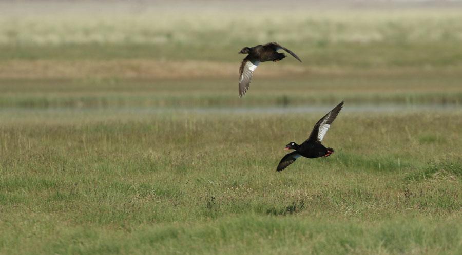 10 Northern Shoveler Anas clypeata (Skedand) Mongoliet: Observerad 5 dagar totalt. 11 Northern Pintail Anas acuta (Stjärtand) Mongoliet: Observerad 4 dagar totalt.
