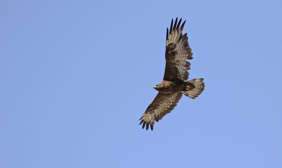 Mongolvråk, mörk morf. Foto: Magnus Hellström. 53 Common Buzzard Buteo buteo vulpinus (Ormvråk) Ryssland: Observerad 4 dagar totalt.