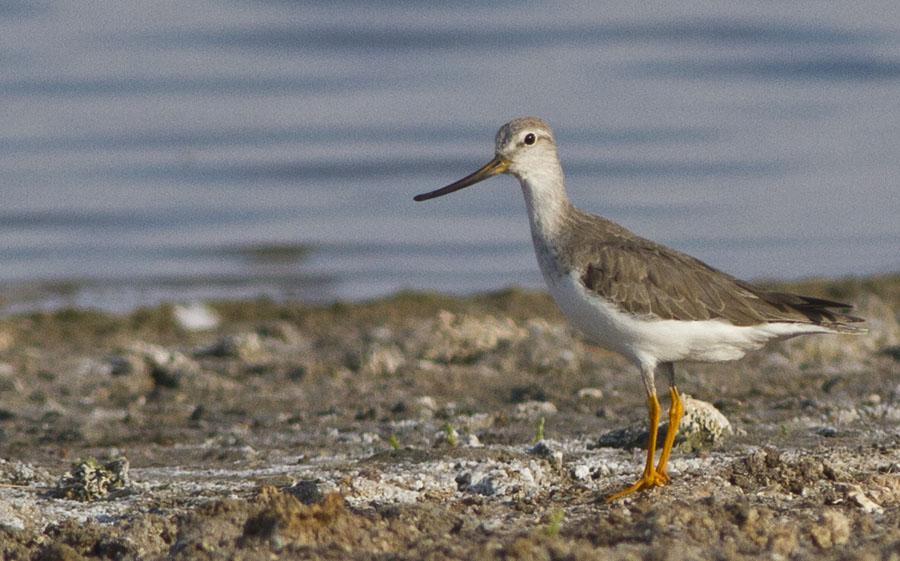 65 Greater Sand Plover Charadrius leschenaultii leschenaultii (Ökenpipare) Mongoliet: 14 Camp Henderson 14.6, 10 Khar Us Nuur 17.6, 15 Khar Us Nuur 18.6 och 142 Holbo Nuur 19.