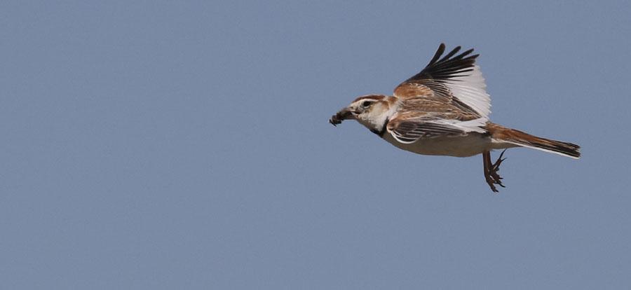 140 Horned Lark Eremophila alpestris brandti (Berglärka) Ryssland: Allmän 11 13.6. Mongoliet: Talrik. Observerad 7 dagar totalt.