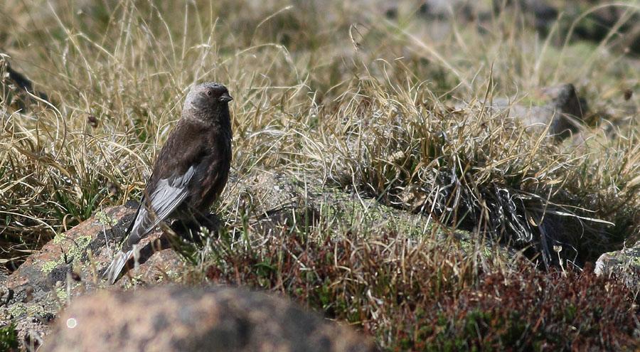 207 Olive-backed Pipit Anthus hodgsoni yunnanensis (Sibirisk piplärka) Ryssland: 3 Seminsk 7.6 och 10 Seminsk 8.6. Tämligen allmän kring Ulaganplatån 9 10.6. 208 Water Pipit Anthus spinoletta blakistoni (Vattenpiplärka) Ryssland: 3 Seminsk 7.