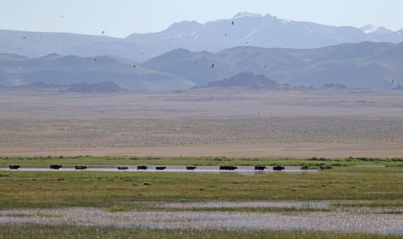 Åtskilliga isabellatörnskator liksom en collurio-hybrid sågs i det sista dagsljuset, och vi hoppade upp på bilarna för att få skjuts den sista kilometern bort till campen. Camp Henderson, Mongoliet.