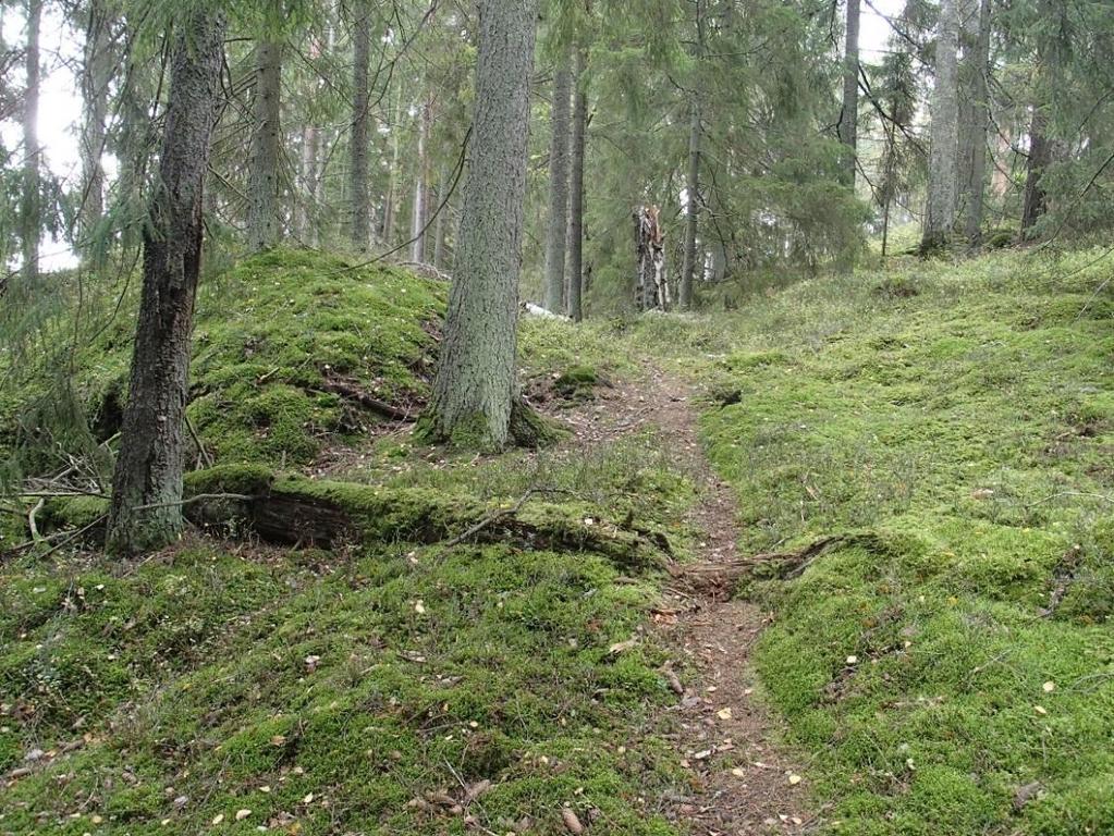 Figur 8. Grön sköldmossa förekommer på denna granlåga inom verksamhetsområdet för Koviks avfallsanläggning. 4 REFERENSER 1 Enetjärn Natur AB 2015.