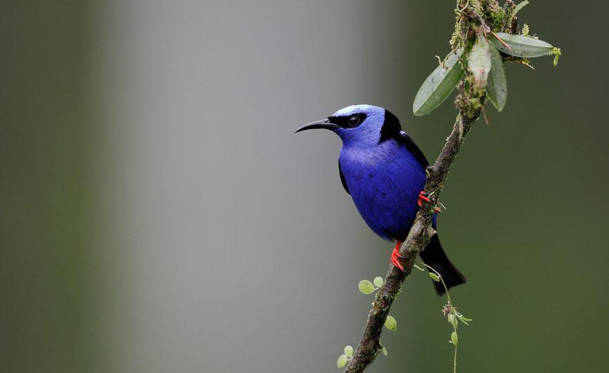 Red-legged Honeycreeper är vanlig upp till 1 200 meters höjd på Stilla havssidan i Costa Rica. Foto: Anders Laurin. Dag 4: Efter frukosten påbörjar vi transporten till Rancho Naturalista.