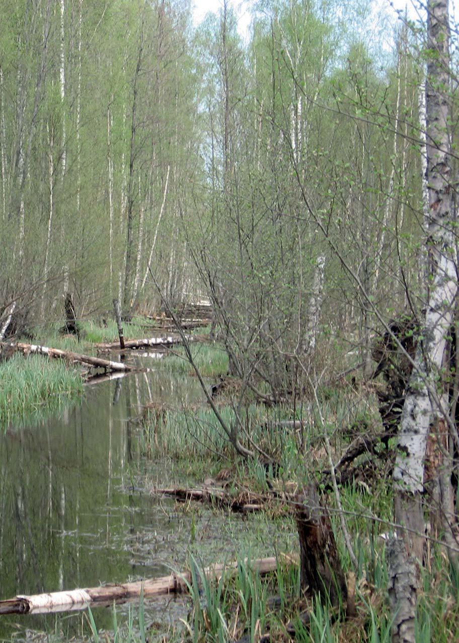 METSAMAAPARANDUSTÖÖD M :