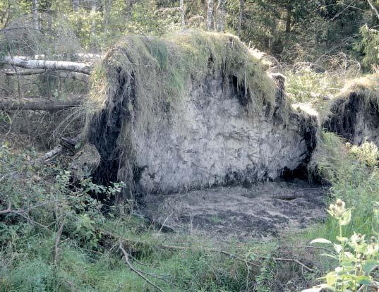 P -,. Liigniisked metsad on tormikahjustustele vastuvõtlikumad K, sest mulla temperatuur on keskmiselt kaks või enamgi kraadi kõrgem kui kuivendamata maal. M -. L 4 5 /.