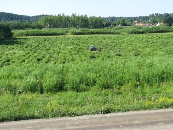 löpande för att dokumentera effekterna av sprutningen (Fig. ) och det noterades att några salixplantor överlevde. Figur. prutning av försöket 6/6 9 (t.v.) då plantorna var ca cm höga och i god tillväxt.