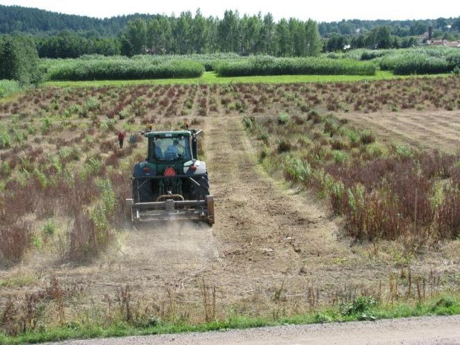I augusti och under senvintern / inventerades överlevande salixplantor från den uppbrutna salixodlingen genom att gå över hela ytan (samtliga parceller) och räkna antalet plantor som fanns kvar från