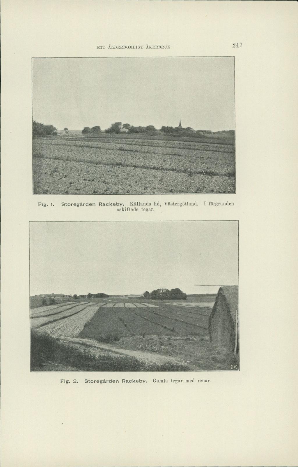 ETT ÅLDERDOMLIGT ÅKERBRUK. 247 wc&kn ggj J & &; KrAg' -«-»ii W-v <, *$ ' _, Fig. l.