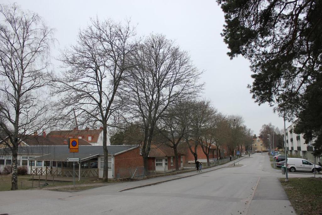 Figur 7. Allén vid Skolgatan. Tabell 2. Träddata för allén vid Skolgatan.