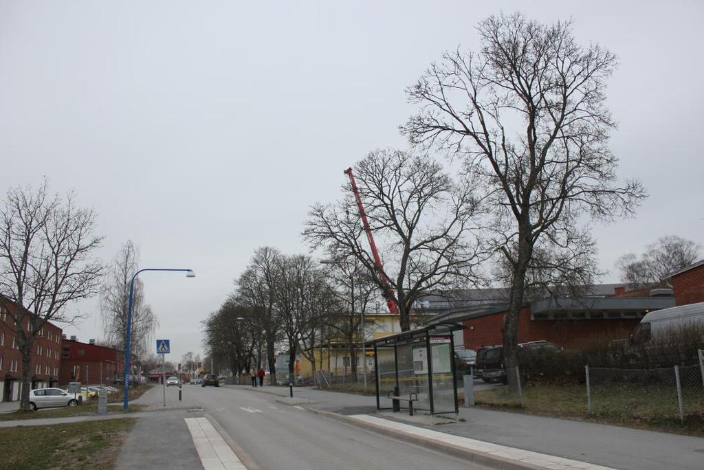 Figur 5. Allén vid Stockholmsvägen. De flesta av träden i allén är för unga och små för att hysa några större värden, men flera individer uppnår klass 3 p.g.a. sin stamdiameter.