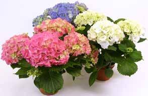 79k/st 49)= /st 50k HORTENSIA