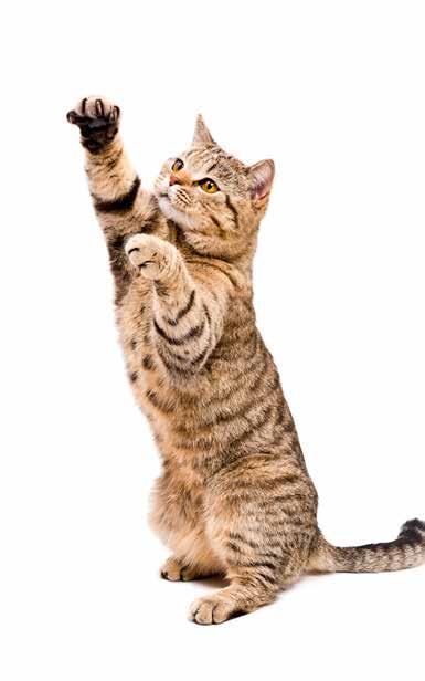 Katten är ett aktivt djur som behöver stimulans för att må bra.