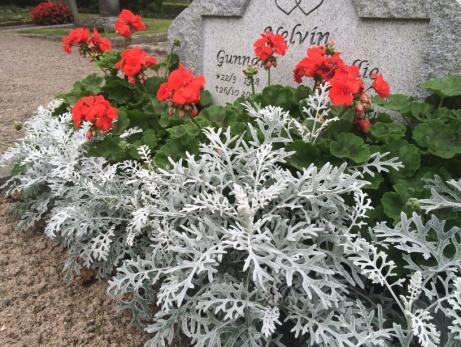 Du kan inte välja vilken sorts sommarblommar du vill ha, sorten väljer vi.