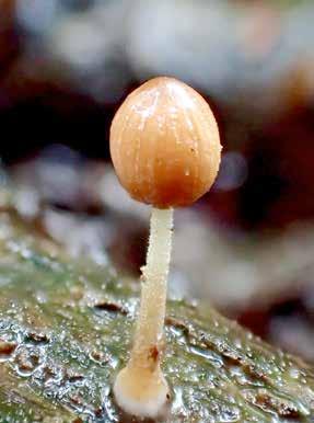 Puggehatten 30 (3) 2017 Coprinus aquatilis Denna lilla bläcksvamp har inget svenskt namn men vattenbläcksvamp kunde kanske varit passande.