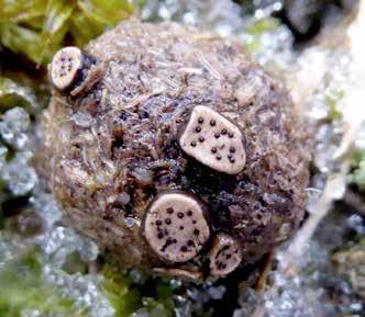 Geastrum saccatum EN bland buskarna. Vi kom åter in i tallskogen på de yttre dynerna och här noterade vi äntligen tallticka Phellinus pini NT på flera av träden.