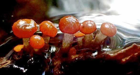 Bäckmurkling, Vibressea truncorum kretslopp. Den hjälper till att bryta ner växtdelar så att andra växter kan leva av materialet.