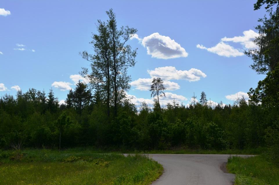 Mönsterås Långsrum 1:10 prospekt är enbart en okuläruppskattning av skogens volym, ålder, trädslagsfördelning etc. och grundar sig således ej på någon exakt mätningsmetod.