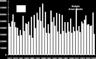 Vitkindad gås Vid räkningen i mitten av oktober 2007 noterades ett överlägset rekord när det gäller antalet vitkindade gäss som håller till i Sverige.