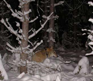 Framför allt nya hundägare har frågor som rör uppfostran och användning av hundarna och de som har haft hundar i några år har värdefulla egenskaper att dela med sig av.