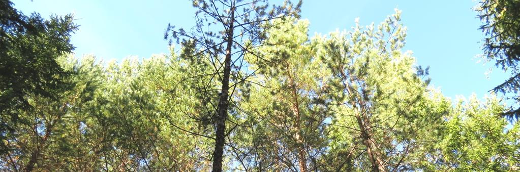 Skogsfastighet, Svedsbovallen i Bergsjö, Nordanstig