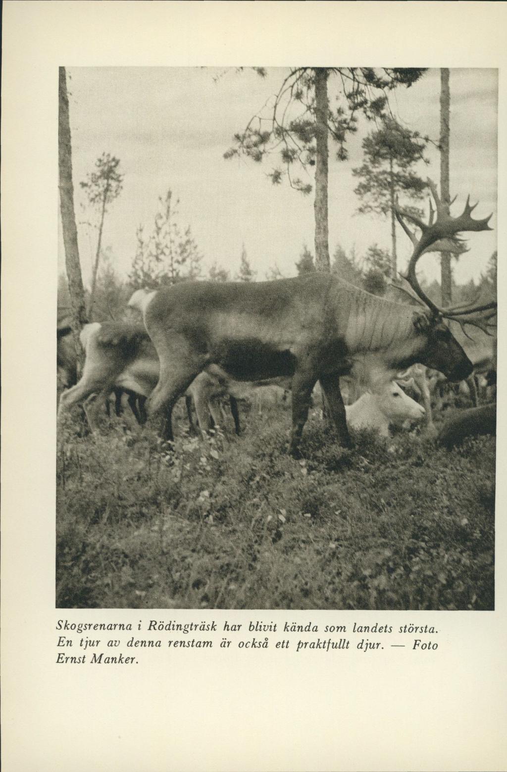 Skogsrenarna i Rödingträsk har blivit kända som landets största.