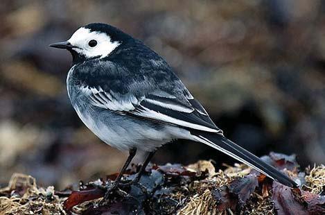 Engelsk sädesärla. Hjälvik, Öckerö 28 mars 2010. Foto: Hans Falklind (www.falknatur.se) Gulärla Motacilla fl ava Minst 1-2 par häckade vid Torslandaviken, Hisingen.