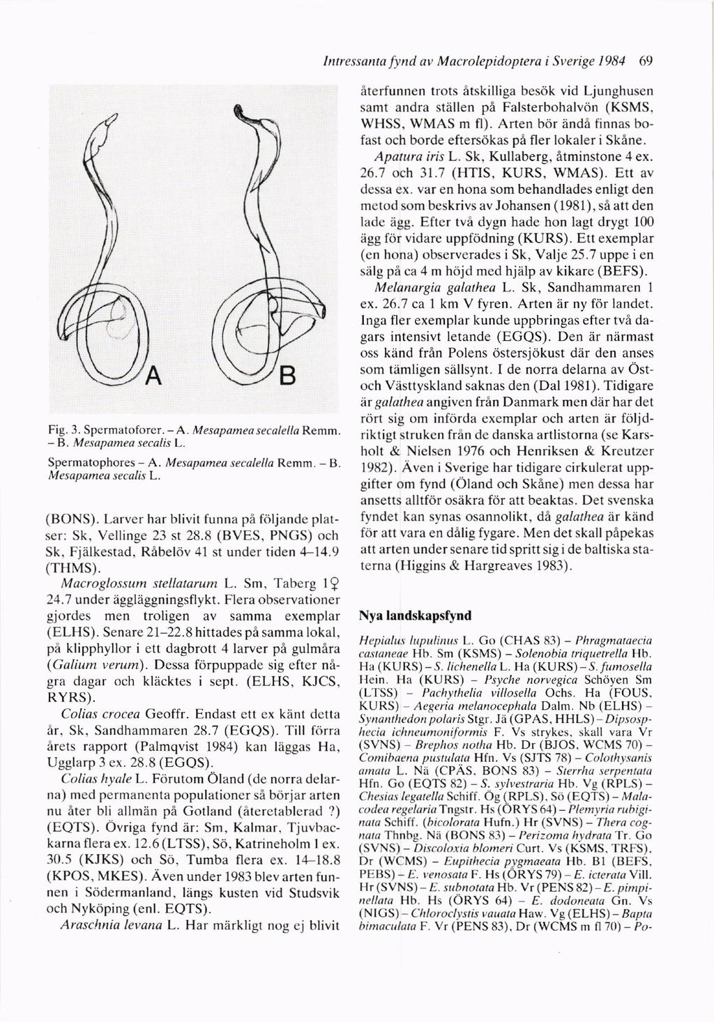 lntrcssanta fynd at Macrolepidoptera i Sverige 1984 69 Fig. 3. Spermatoforer. - A. Mesapamea secele lla Remm. -8. lllerupamea secalis L. Spermatophores - A. Mesapamea secalella Remm. - B.