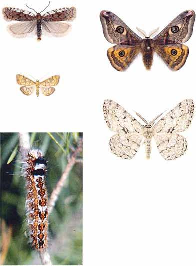 hyperici Grått Acleris fimbriana Odonvårvecklare Sedina buettneri Brunstarrfly