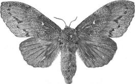 2149 - Boarmia roboraria: 1 sent ex 21/9 Trosa. 2.a generation eller migration (?) (LJRS).