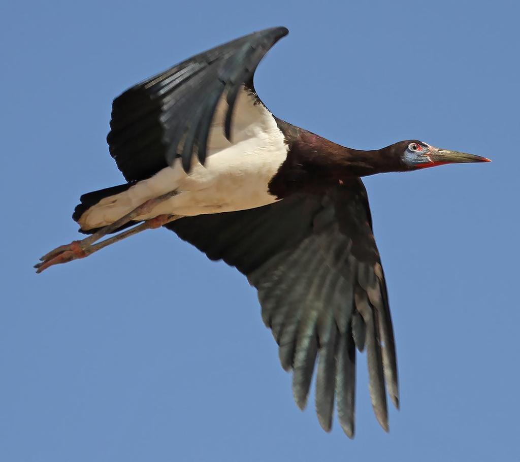 En abdimstork på väg att skruva sig upp. Foto: Dorte Kjeldmand Artlista fåglar 1 Greater White-fronted Goose Anser albifrons albifrons (Bläsgås) 1 1k Raysut lagoon 23.