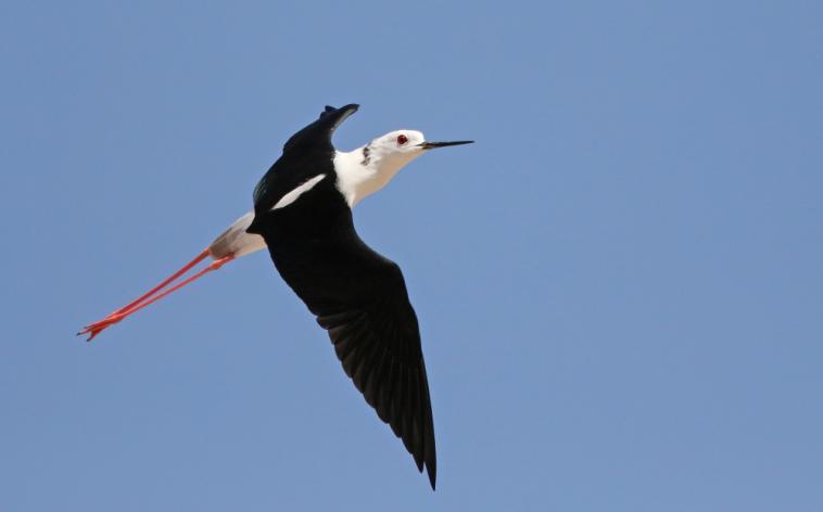 56 Spur-winged Lapwing Vanellus spinosus (Sporrvipa) 2 Raysut Sewage Treatment Plant 23.