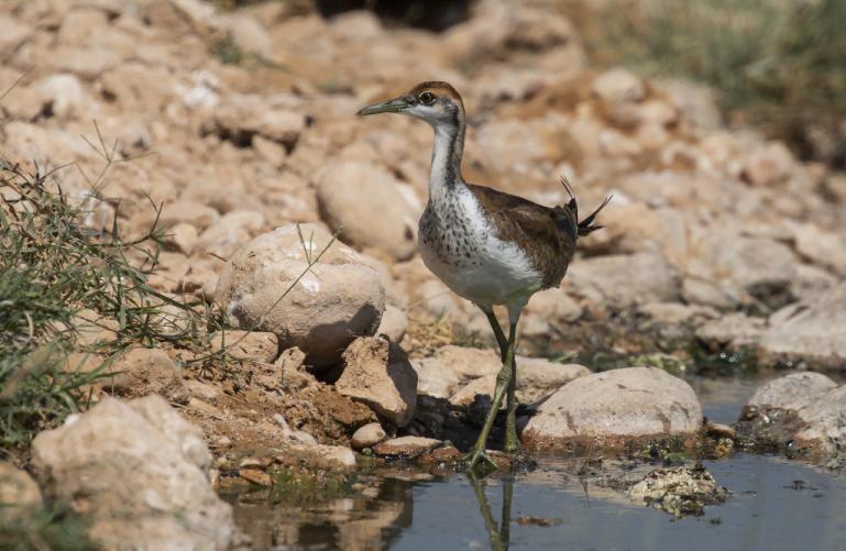 Foto: Carl-Axel Bauer 57 Red-wattled Lapwing Vanellus indicus aigneri (Rödflikvipa) 5 Raysut Sewage Treatment Plant 23.11 Finns från östra Turkiet till Sydostasien.