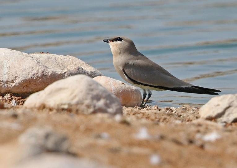 66 Whimbrel Numenius phaeopus alboaxillaris (Småspov) 3 Wadi Baqlat 19.11 och 2 Raysut Lagoon 23.11 67 Eurasian Curlew Numenius arquata orientalis (Storspov) 2 Khawr Rawri 21.