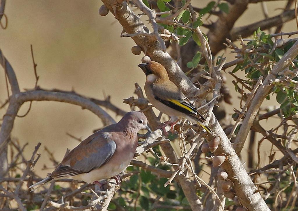 165 Arabian Golden-winged Grosbeak Rhynchostruthus percivali (Arabisk guldvingefink) 3 Tobroq Junction 22.