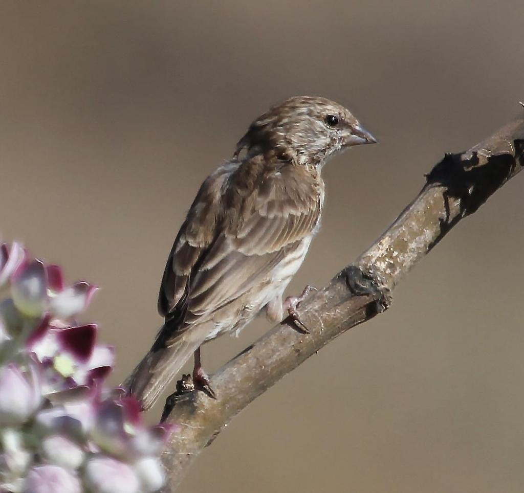 Kallas även Arabian Grosbeak. Arabisk guldvingefink, för de flesta den mest eftertraktade fågeln i södra Oman.