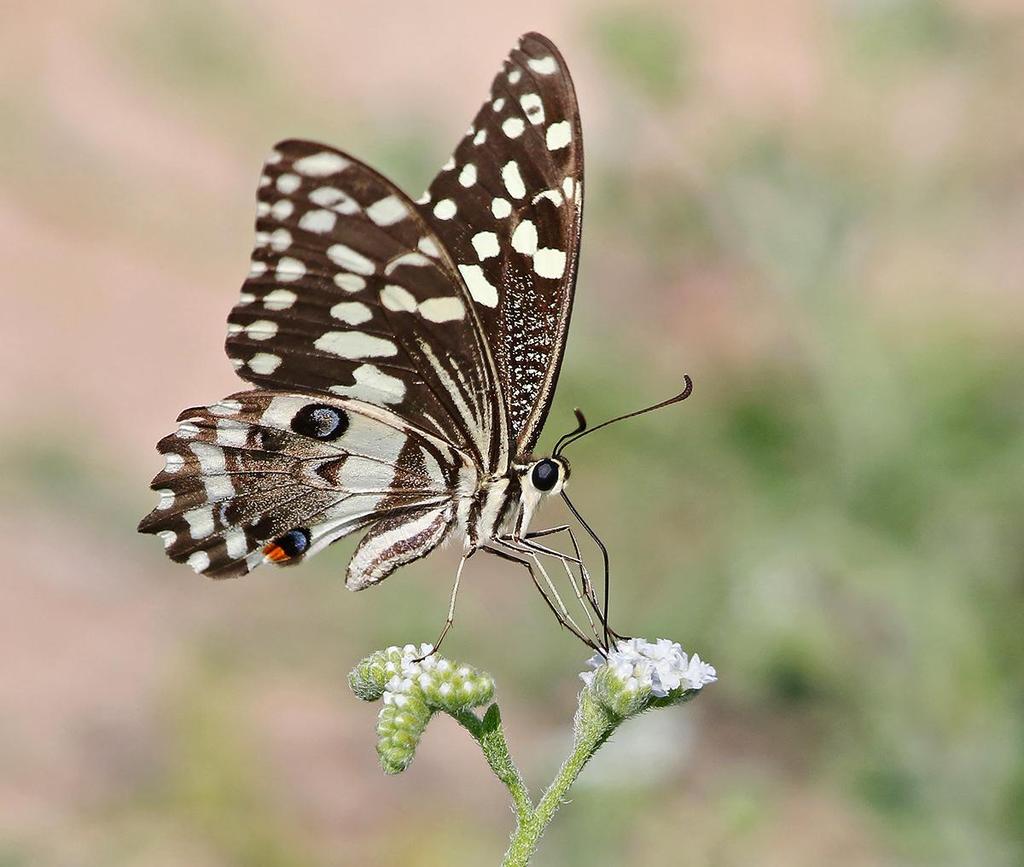 Citrus Swallowtail, svårfotad och grann. Foto: Carl-Axel Bauer Fjärilar 1 Common Tiger Danaus chrysippus (Afrikansk monark). Kallas även Plain Tiger, African Monarch och African Queen.