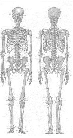 representerar således en patient och undersökning. Fokus noterades som punkter i skelettet med en av de fyra kategorierna noterade.