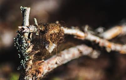 De marker vi rör oss i nyttjas av Raedtjievaerie sameby. Efter en bits körning passerar vi några renar på väg från vinterbetet upp mot fjället för kalvningen i mitten av maj.