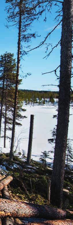 Naturvårdsspecialisten Per Linder, skogvaktaren Sven Hagström och fastighetschefen Lars Lodin. Naturvårdande skogsskötsel vid Fiskåvattnet i Jämtland.