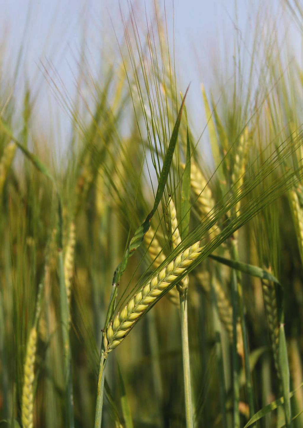 Korn - Villkor och kvalitetsregleringar Kvalitetsregleringarna nedan gäller även för ekologiskt odlad korn Korn Protein maltkorn (ej Maltkorn HDP) Proteinhalt Villkor och kvalitetsregleringar
